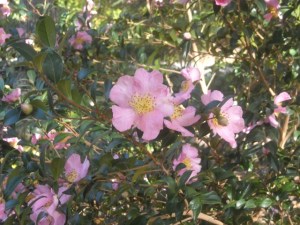 This large C. japonica 'Berenice Boddy,' a favorite of ours, makes a cozy haunt for small birds