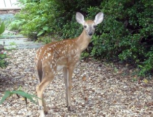 Fawns, appealing though they may be, seem to taste everything, camellias included
