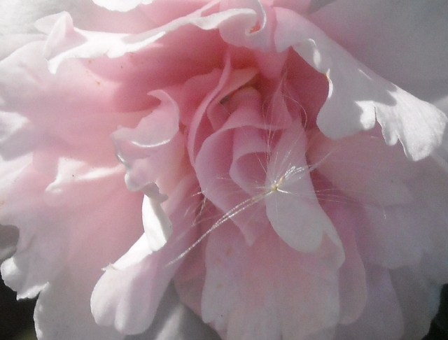 Tiny spider and its silky web must mean there is food around