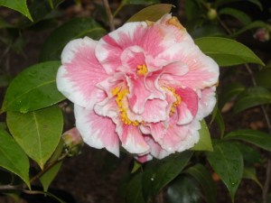 C. japonica shows signs of freeze damage on its top petal