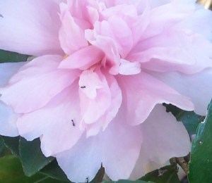 Even the ants are getting into the nectaries of this 'Winter's Interlude'