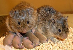 Smithsonian photo of prairie voles, similar to our pine voles in their reproductive capacity