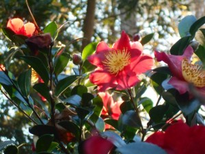 A fairly dense 'Yuletide' can be a haven for birds and a taste treat for deer