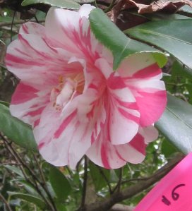 Prior to airlayering the Atlanta plants our daughter labeled each plahnt as it bloomed