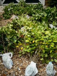The Atlanta air layers cut and transported to our garden for potting
