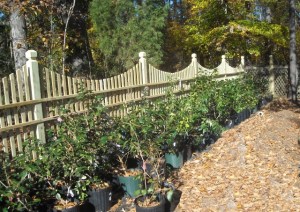 New plants in our potting area