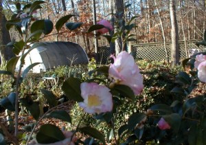 C. sasanqua 'Apple Blossom' overlook our potted plants