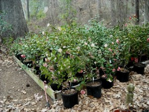 Atlanta air layers the following spring, spaced out to accomodate growth