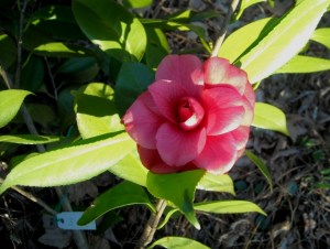 A lovely addition to our garden, stll nown b its label