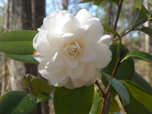 C.japonica 'Seafoam, an air layer from the garden of good friends