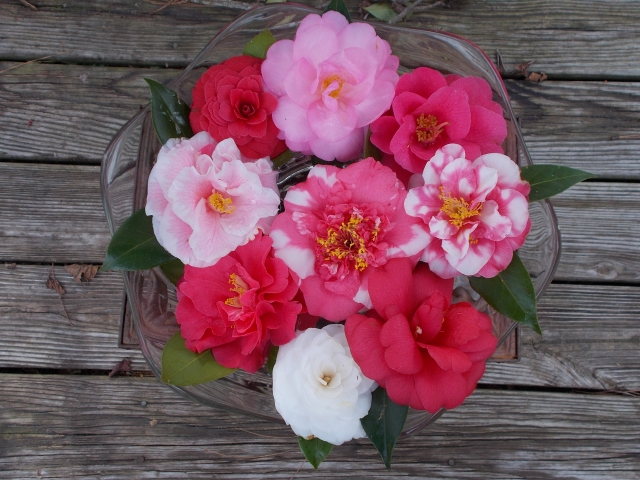 You can't create bouquets with camellia blossoms but floating blooms in a bowl makes a lovely centerpiece