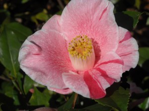 This air layer is a youngster, just a few years old, from a plant in our daughter's garden