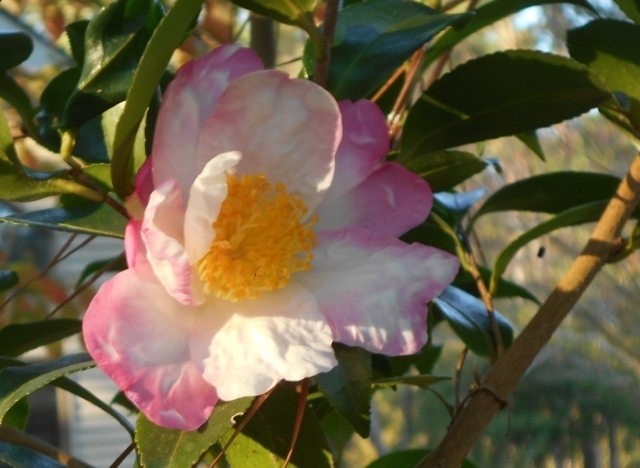 One of our favorites, C.sasanqua 'Hana Jiman'