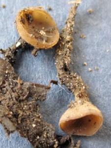 Part of the flower blight life cycle, apothecia grow in soil and release the fungus