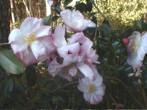 C. sasanqua 'Apple Blossom, another carefree camellia