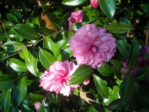 C 'Chansonette', one of our originals, escaped sooty mold because it was planted under pines