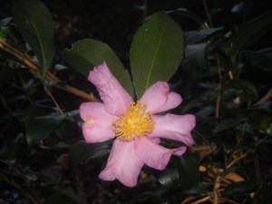 We have several sasanquas'Cleopatra' because they are carefree and we love the simple bloom. One needed drastic treatment for leaf gall 