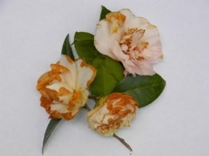 Examples of flower, or petal blight in an American Camellia Society photo