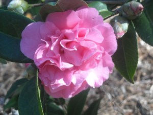 Grown from an air layer, this frilly pink japonica has been disease free