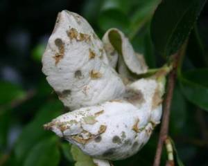 Give these galls time and they become unsightly with spores that are powdery white