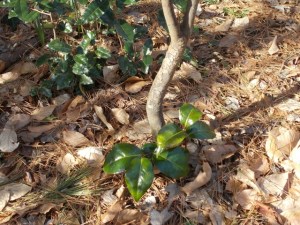 Sometimes an entire plant dies. We left this 'Lady Clare' in place and it has resprouted