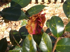 Yes, we've had a few dishrags but infestations have been mild