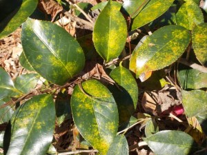 Typical example of tea scale