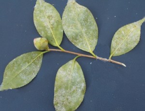 Underside of leaf infected by tea scale