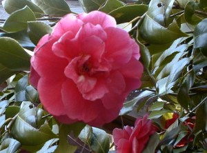 When C. japonica 'Simeon was young, we could almost alwaysfind dead twigsalong its branches. Today is igrowthtwigs