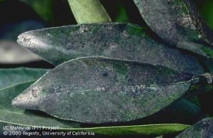 A mild case of sooty mold. UCA photo