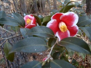 Another carefree camellia, C. jaonica 'Tama no Ura' with a striking picotee edge