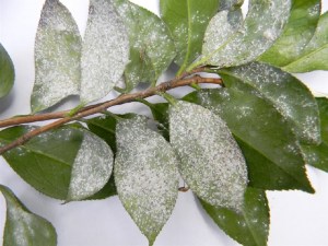 An even bigger infestation. Photo by America Camellia Society