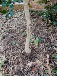 Leaves on branch were wilted, branch cut back, part of trunk carved away to remove fungus. Plant okay today