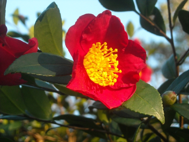 In fifteen years this Yuletide has thrived with no need for special care 