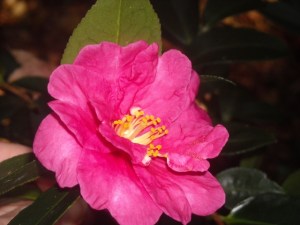 Camellia japonica 'Lady Clare,' an old and sturdy variety we purchased early on