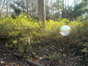 Azaleas w gazing globe