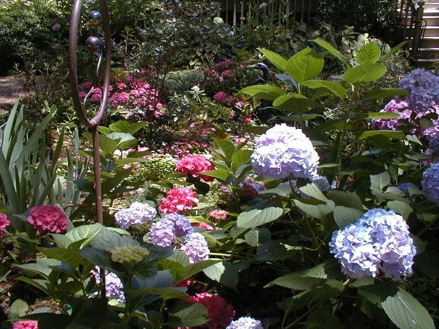 Our original hydrangea bed, with spirea, hosta and annuals