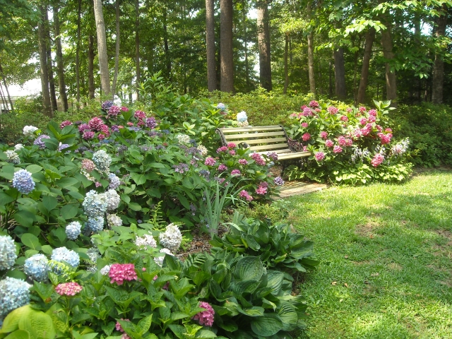 Our hydrangea garden today, most of it transplanted from sites that became too sunny after Hurricane Isabel took down trees