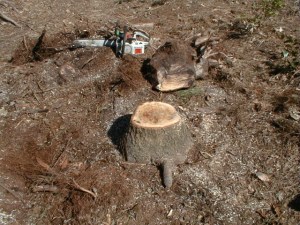 stump chainsaw