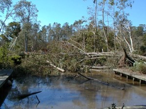 The tumble-down trees
