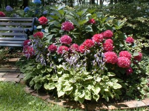 c1hydrangeas