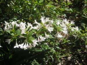 c1weigela