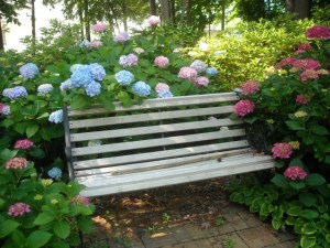 All Summer Beauty and bench