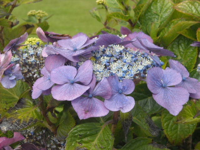 closeup of blue lacecap