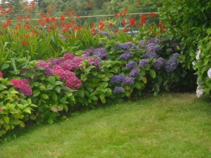 multi with crocosmia