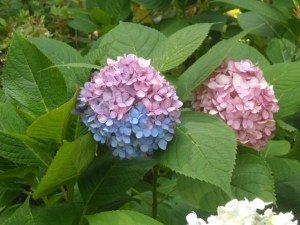 ASB half pink/half blue bloom