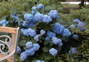 young All Summer Beauty