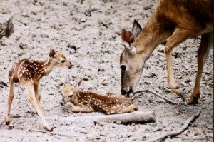 WTinfoLblossomFawns