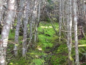 TGhe woods are inviting. Photo by Northeast Hiker