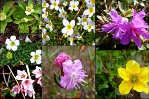 A stunning montage of spring blooms by 1happyhiker